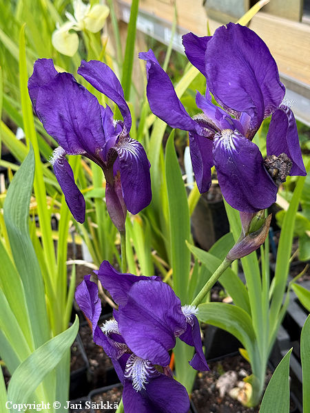 Iris Germanica-Ryhm� 'Night Owl', tarhakurjenmiekka